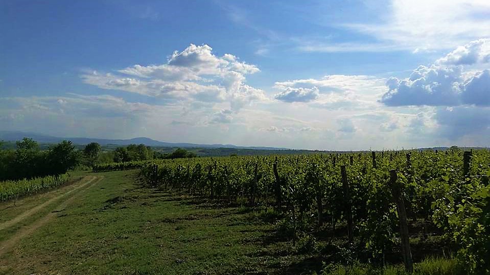 vinogradi_kosmaj_vinarija_pantic
